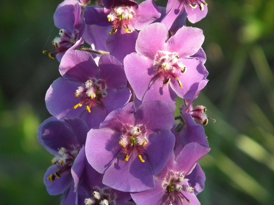 Verbascum phoeniceum / Verbasco porporino